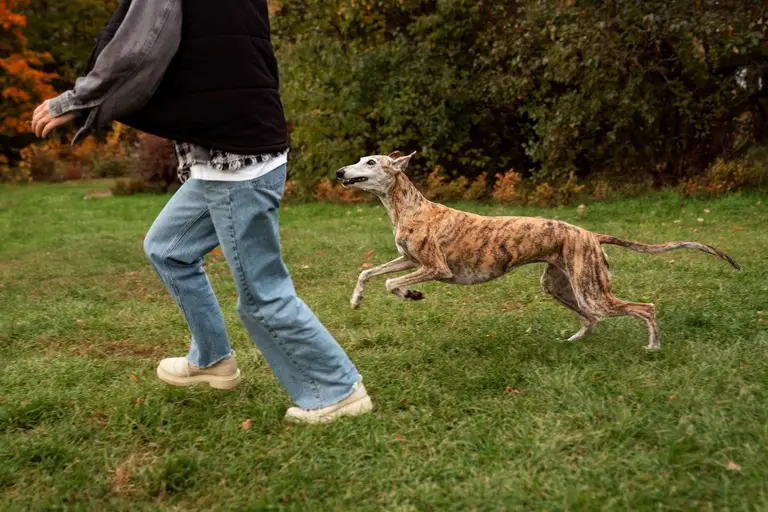 10 tips for moving with pets